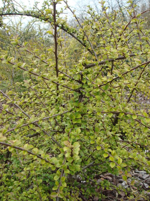 Cotoneaster fastigiatus P15